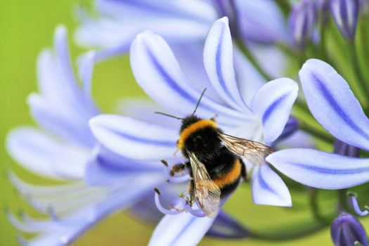Blue,African Lily,  African agapanthus (Agapathus africanus) with bumble bee collecting pollen