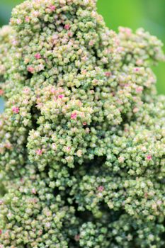 Quinoa crop grows at farm superfood sprouted seed- is a species of the goosefoot genus (Chenopodium quinoa), a grain crop grown primarily for its edible seeds. It is a pseudocereal rather than a true cereal,