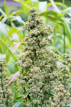 Quinoa crop grows at farm superfood sprouted seed- is a species of the goosefoot genus (Chenopodium quinoa), a grain crop grown primarily for its edible seeds. It is a pseudocereal rather than a true cereal,