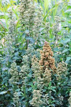 Quinoa crop grows at farm superfood sprouted seed- is a species of the goosefoot genus (Chenopodium quinoa), a grain crop grown primarily for its edible seeds. It is a pseudocereal rather than a true cereal,