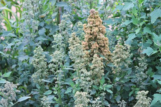 Quinoa crop grows at farm superfood sprouted seed- is a species of the goosefoot genus (Chenopodium quinoa), a grain crop grown primarily for its edible seeds. It is a pseudocereal rather than a true cereal,