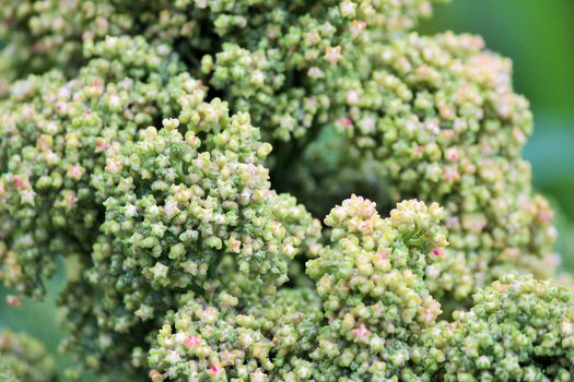 Quinoa crop grows at farm superfood sprouted seed- is a species of the goosefoot genus (Chenopodium quinoa), a grain crop grown primarily for its edible seeds. It is a pseudocereal rather than a true cereal,