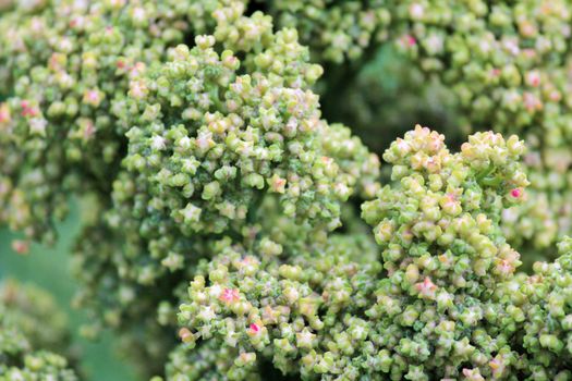 Quinoa crop grows at farm superfood sprouted seed- is a species of the goosefoot genus (Chenopodium quinoa), a grain crop grown primarily for its edible seeds. It is a pseudocereal rather than a true cereal,