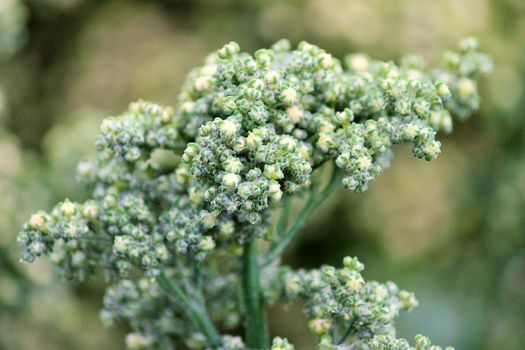 Quinoa crop grows at farm superfood sprouted seed- is a species of the goosefoot genus (Chenopodium quinoa), a grain crop grown primarily for its edible seeds. It is a pseudocereal rather than a true cereal,