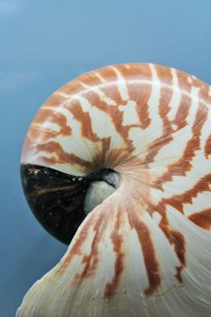 whole brown and white nautiluse shell against blue