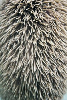 Needles pattern of European hedgehog skin