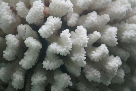 White coral closeup