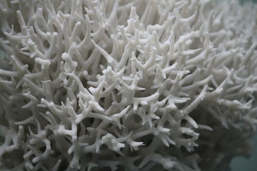 White coral closeup