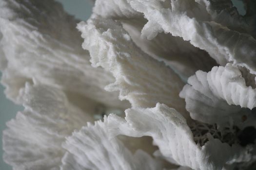 White coral closeup