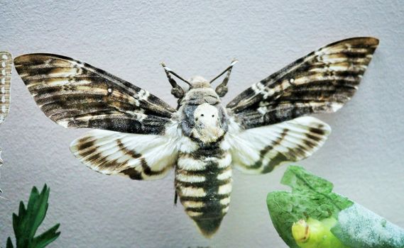 MARUMBA QERCUS, death head moth