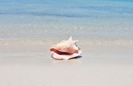 Conch shell on sand beach with sea waves
