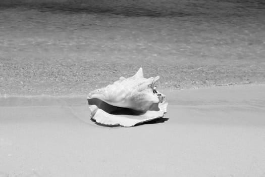 Conch shell on sand beach with sea waves