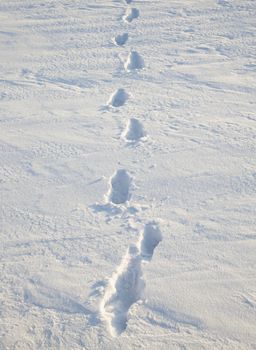   traces from last person, remained on snow