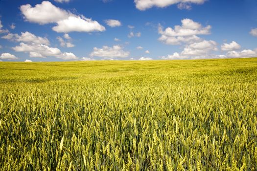 agricultural field where grow green unripe grains