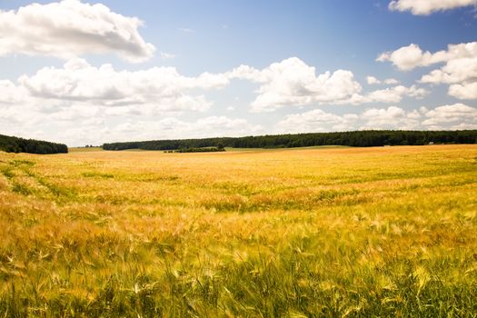 field, on which grow grain during harvest company