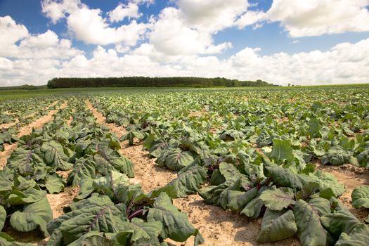 agricultural field where they grow cabbages