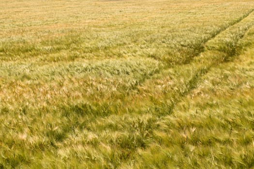 agricultural field where grow green unripe grains