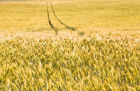 field, on which grow grain during harvest company