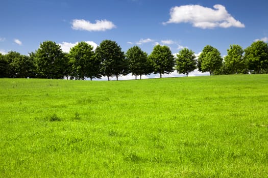 growing trees in the summer. Belarus