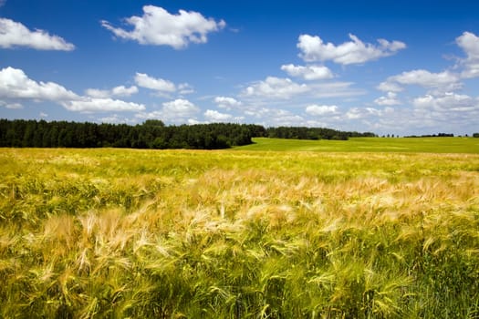 agricultural field where grow green unripe grains