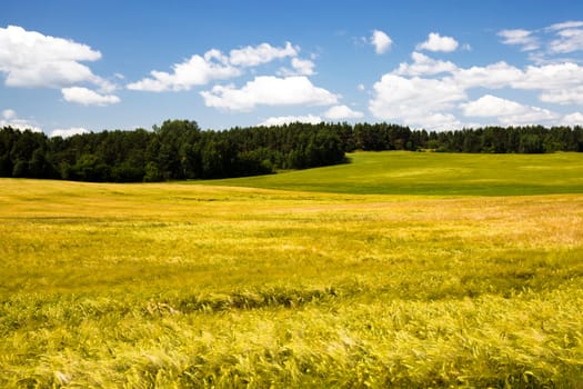 agricultural field where grow green unripe grains