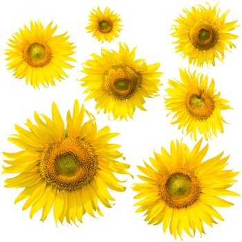 sunflower isolated on white background 