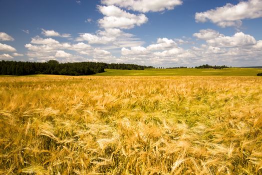 field, on which grow grain during harvest company