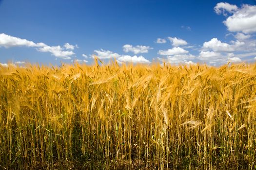 field, on which grow grain during harvest company