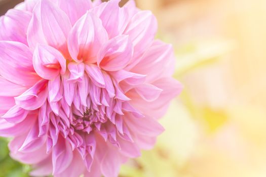 Beautiful Dahlia pink flower on natural green background.