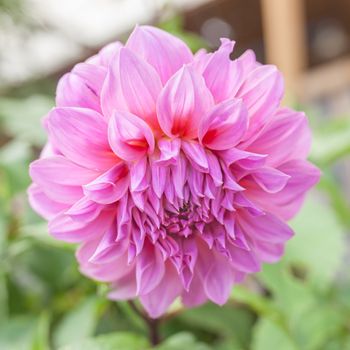 Beautiful Dahlia pink flower on natural green background.