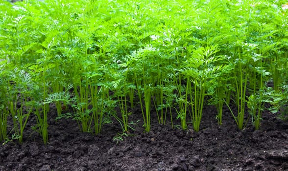 photographed close up of carrots, growing in the field