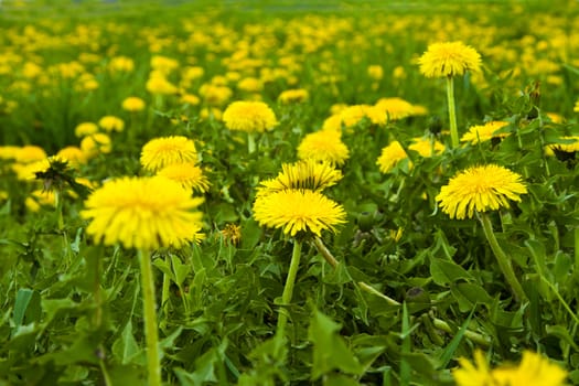 Yellow dandelions, growing in the spring season