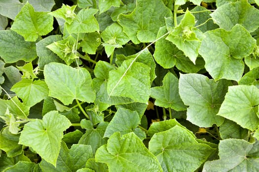Green cucumbers, photographed in close-up