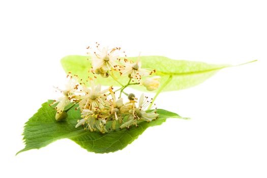 photographed close-ups of flowers linden