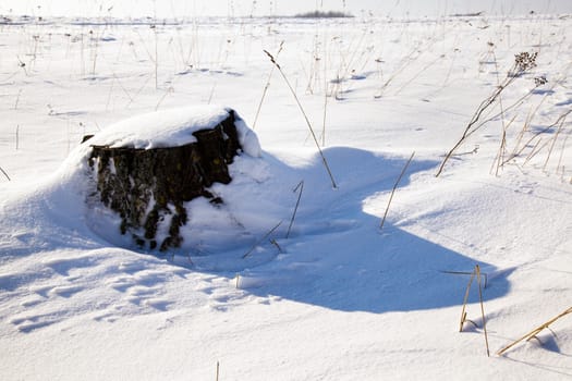 fallen tree covered with snow. Winter