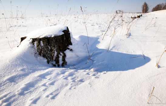 fallen tree covered with snow. Winter