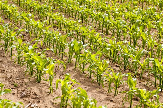 agricultural field where they grow corn