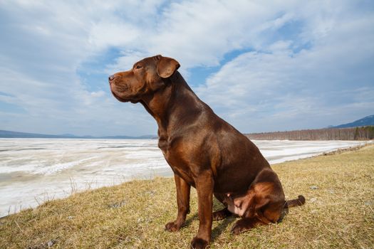 Mixed breed dog sitting on a grass againt frozen mountain lake raising her head. Wide angle perspective, the view from below.