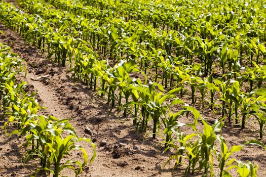   the young corn growing on an agricultural field