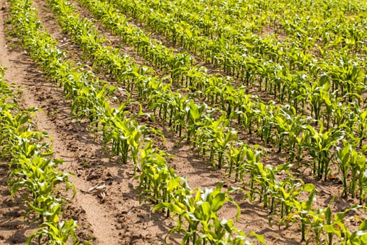   an agricultural field on which grow up young corn