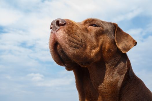 Mixed breed dog raising her head. Wide angle perspective, the view from below, focus on dog's nose.
