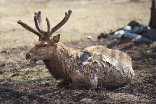 Young siberian stag with antlers (cervus elaphus) also known both as maral or red deer lying on the ground in their natural habitat.