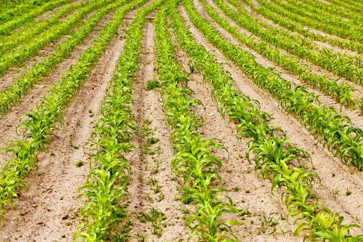   an agricultural field on which grow up corn