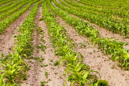  an agricultural field on which grow up young corn