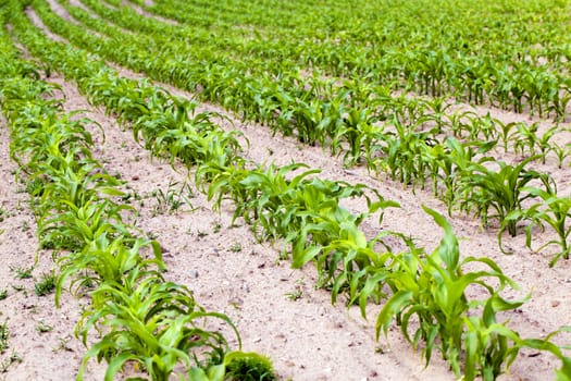  an agricultural field on which the corn grows in ranks