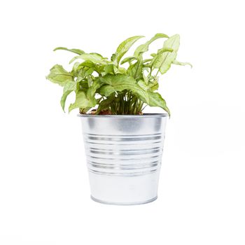 Home plant in pot isolated on white background