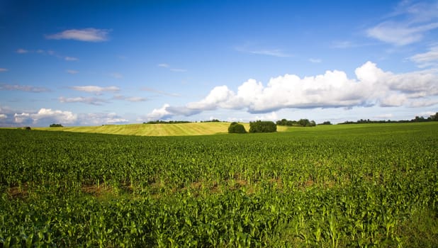 agricultural field where grow green unripe grains