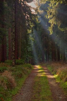path in the forest illuminated by sun rays