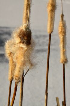 cattail in the winter in a frozen pond