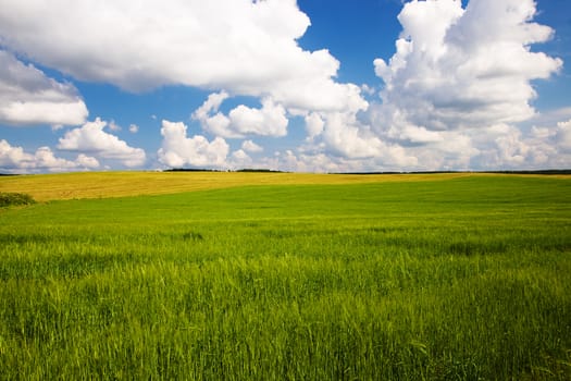 agricultural field where grow green unripe grains